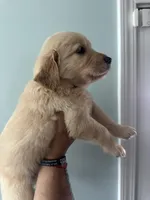 Gray (AKC) FL and GA, a female Golden Retriever for sale in Saint Augustine, FL – Photo 5 of 8