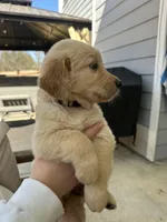 Gray (AKC) FL and GA, a female Golden Retriever for sale in Saint Augustine, FL – Photo 3 of 8