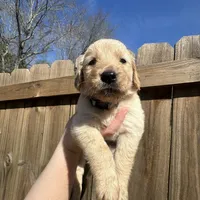 Gray (AKC) FL and GA, a female Golden Retriever for sale in Saint Augustine, FL – Photo 7 of 8