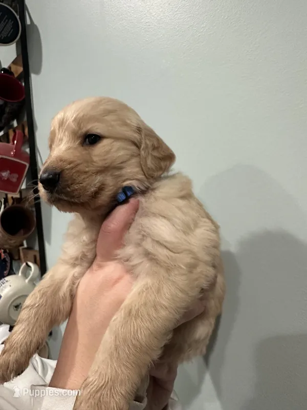 Blue (AKC), a male Golden Retriever for sale in Atlanta, GA – Photo 1 of 2