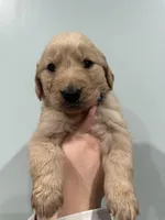 Blue (AKC), a male Golden Retriever for sale in Atlanta, GA – Photo 2 of 2