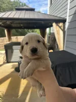 Blue Collar (Male) AKC, a male Golden Retriever for sale in Jacksonville, FL – 3 of 5