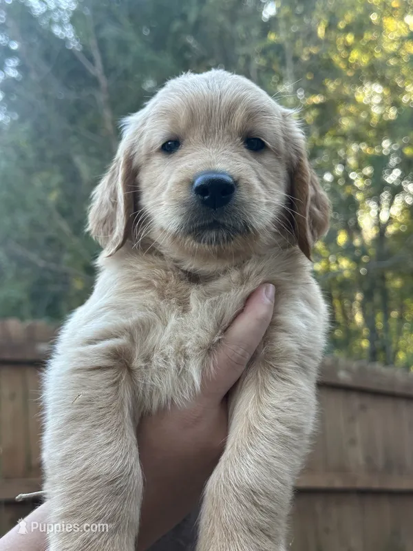 Purple Collar (Female) AKC – Golden Retriever puppy on hold in Jacksonville, FL