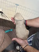 Natasha (Grey), a female Golden Retriever for sale in Saint Augustine, FL – Photo 4 of 4