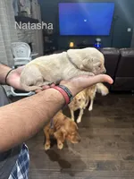 Natasha (Grey), a female Golden Retriever for sale in Saint Augustine, FL – Photo 3 of 4