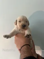 Natasha (Grey), a female Golden Retriever for sale in Saint Augustine, FL – Photo 1 of 4