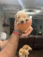 Natasha (Grey), a female Golden Retriever for sale in Saint Augustine, FL – Photo 2 of 4