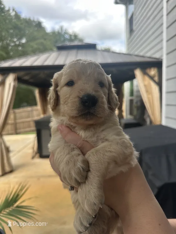 Orange Collar (Male) AKC – Golden Retriever puppy for sale in Tampa, FL
