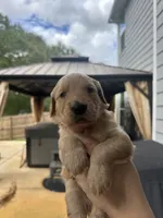 Pink Collar (Female) AKC, a female Golden Retriever for sale in Jacksonville, FL – 3 of 4