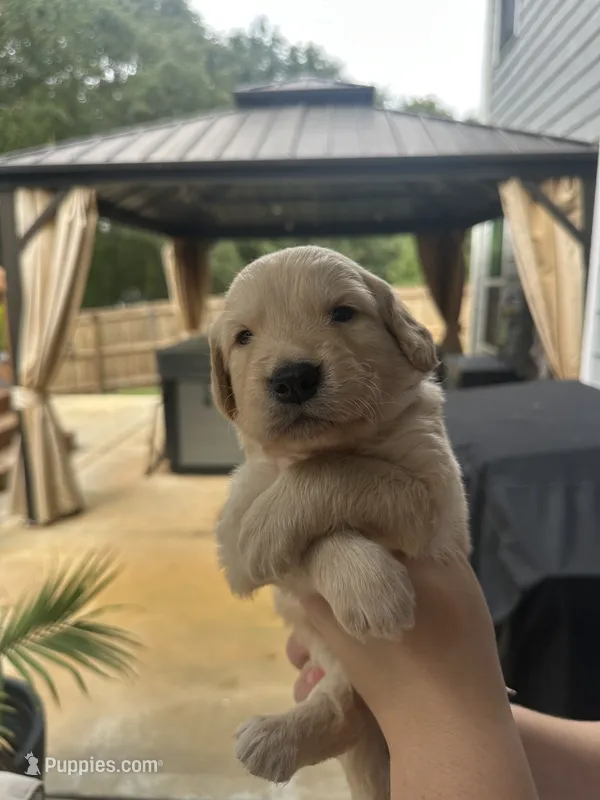 Red Collar (Male) AKC – Golden Retriever puppy for sale in Tampa, FL