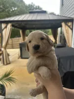 Red Collar (Male) AKC, a male Golden Retriever for sale in Jacksonville, FL – 2 of 4