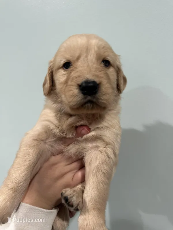 Carol (White) AKC, a female Golden Retriever for sale in Atlanta, GA – Photo 1 of 6