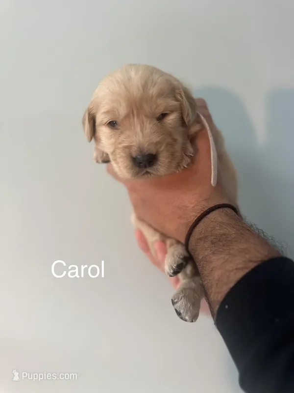 Carol (White)