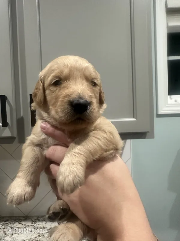 Pink Collar (Female) AKC – Golden Retriever puppy for sale in Tampa, FL