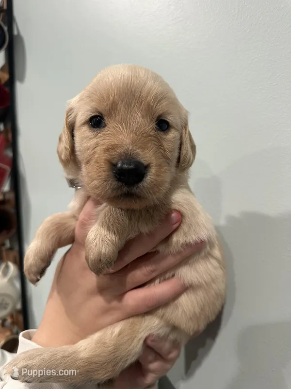 Natasha (Grey), a female Golden Retriever for sale in Atlanta, GA – Photo 1 of 3