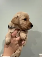 Natasha (Grey), a female Golden Retriever for sale in Atlanta, GA – Photo 2 of 3