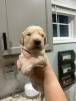 Red Collar (Male) AKC, a  Golden Retriever for sale in Tampa, FL – 1 of 3