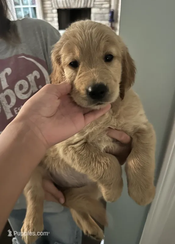(Female) AKC, a female Golden Retriever for sale in Jacksonville, FL – 1 of 6