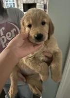(Female) AKC, a female Golden Retriever for sale in Jacksonville, FL – 1 of 6