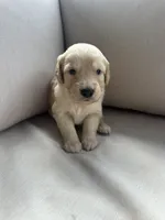 Red Collar (Male) AKC, a male Golden Retriever for sale in Jacksonville, FL – 3 of 4