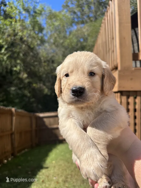 Red Collar (Male) AKC – Golden Retriever puppy for sale in Jacksonville, FL