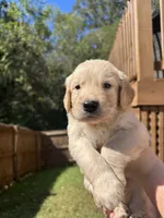 Red Collar (Male) AKC, a male Golden Retriever for sale in Jacksonville, FL – 1 of 4