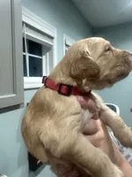 Pink Collar (Female) AKC, a  Golden Retriever for sale in Tampa, FL – 2 of 3