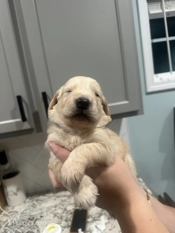 Blue Collar (Male) AKC – Golden Retriever puppy for sale in Tampa, FL