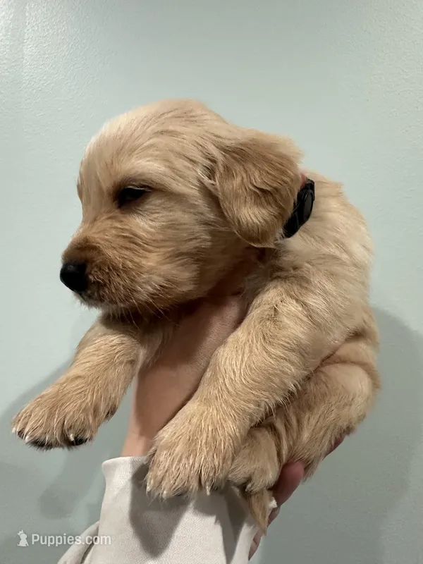 Black (AKC), a male Golden Retriever for sale in Atlanta, GA – Photo 1 of 2