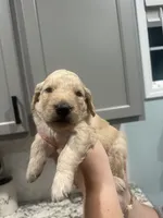 Orange Collar (Male) AKC, a  Golden Retriever for sale in Tampa, FL – 1 of 2