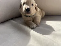 Blue Collar (Male) AKC, a male Golden Retriever for sale in Jacksonville, FL – 4 of 5