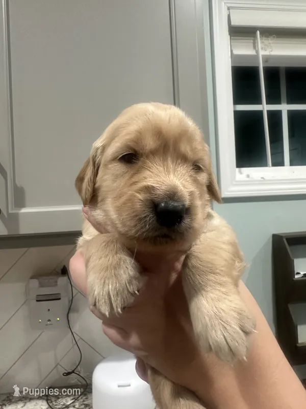 Yellow Collar (Female) – Golden Retriever puppy on hold in Tampa, FL