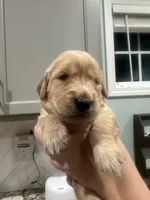 Yellow Collar (Female), a  Golden Retriever for sale in Tampa, FL – 1 of 2
