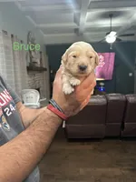 Bruce (Green), a male Golden Retriever for sale in Saint Augustine, FL – Photo 2 of 4