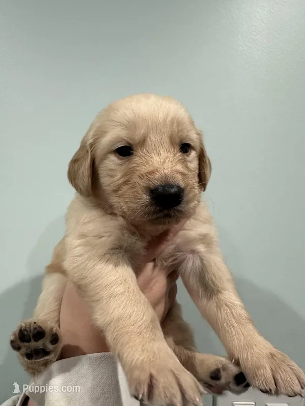 Bruce (Green) AKC, a male Golden Retriever for sale in Atlanta, GA – Photo 1 of 7