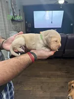 Bruce (Green), a male Golden Retriever for sale in Saint Augustine, FL – Photo 3 of 4