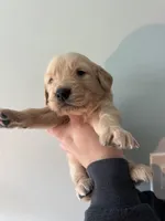 Peter (Black) AKC, a male Golden Retriever for sale in Atlanta, GA – Photo 3 of 7