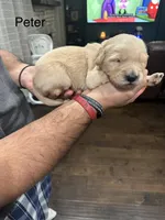 Peter (Black), a male Golden Retriever for sale in Saint Augustine, FL – Photo 3 of 4