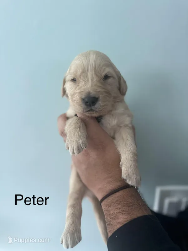 Peter (Black)