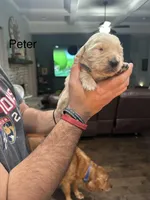 Peter (Black), a male Golden Retriever for sale in Saint Augustine, FL – Photo 2 of 4