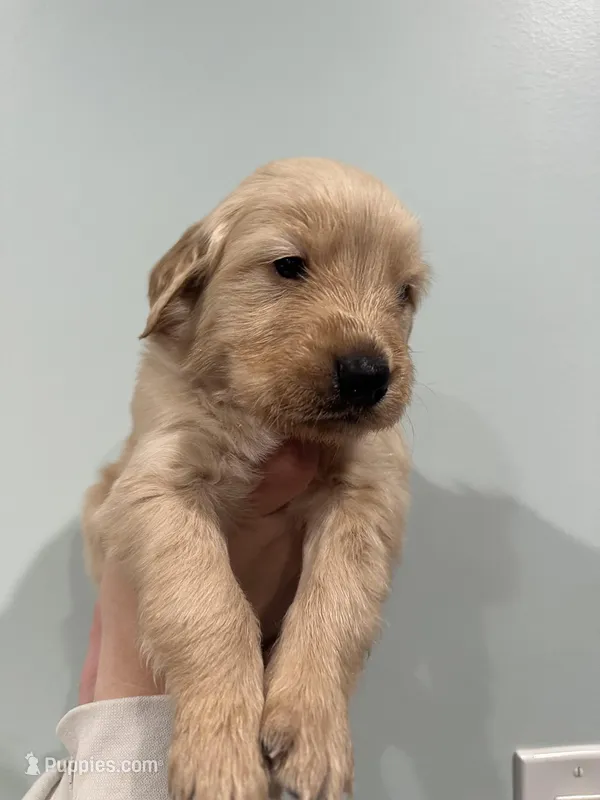 Peter (Black) AKC, a male Golden Retriever for sale in Atlanta, GA – Photo 1 of 7