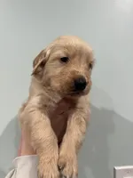 Peter (Black) AKC, a male Golden Retriever for sale in Atlanta, GA – Photo 1 of 7