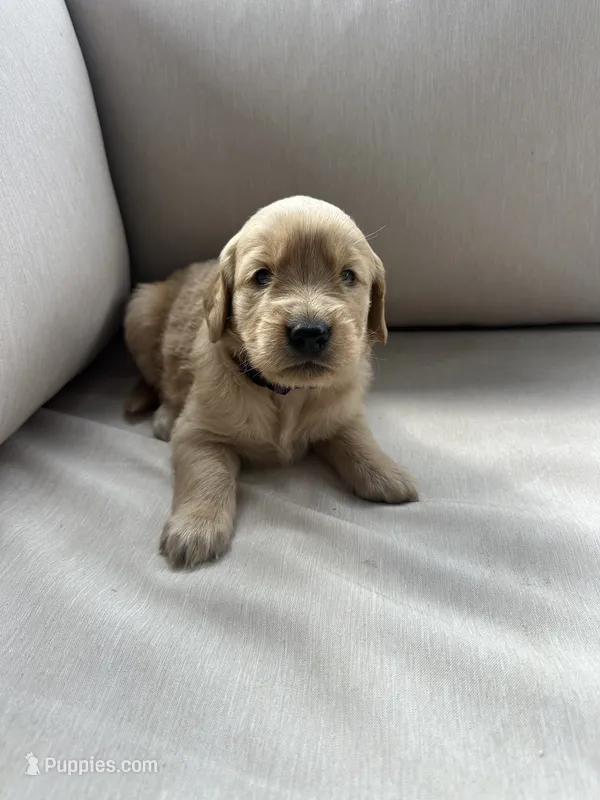 Purple Collar (Female) AKC – Golden Retriever puppy for sale in Tampa, FL