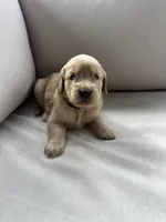 Purple Collar (Female) AKC, a female Golden Retriever for sale in Jacksonville, FL – 2 of 5