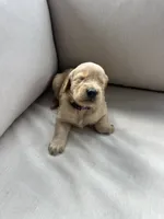 Purple Collar (Female) AKC, a female Golden Retriever for sale in Jacksonville, FL – 4 of 5