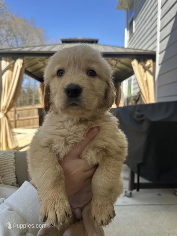 White (AKC) FL and GA – Golden Retriever puppy on hold in Saint Augustine, FL