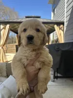 White (AKC) FL and GA, a female Golden Retriever for sale in Saint Augustine, FL – Photo 1 of 7