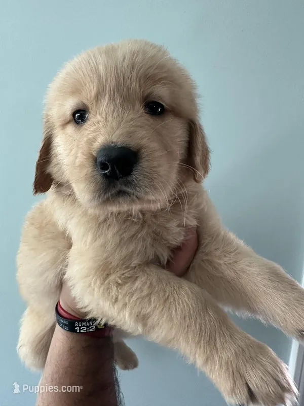 White (AKC) – Golden Retriever puppy for sale in Atlanta, GA