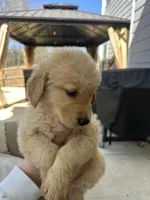 White (AKC) FL and GA, a female Golden Retriever for sale in Saint Augustine, FL – Photo 2 of 7