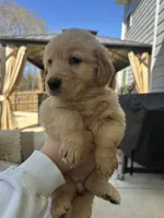 White (AKC) FL and GA, a female Golden Retriever for sale in Saint Augustine, FL – Photo 3 of 7